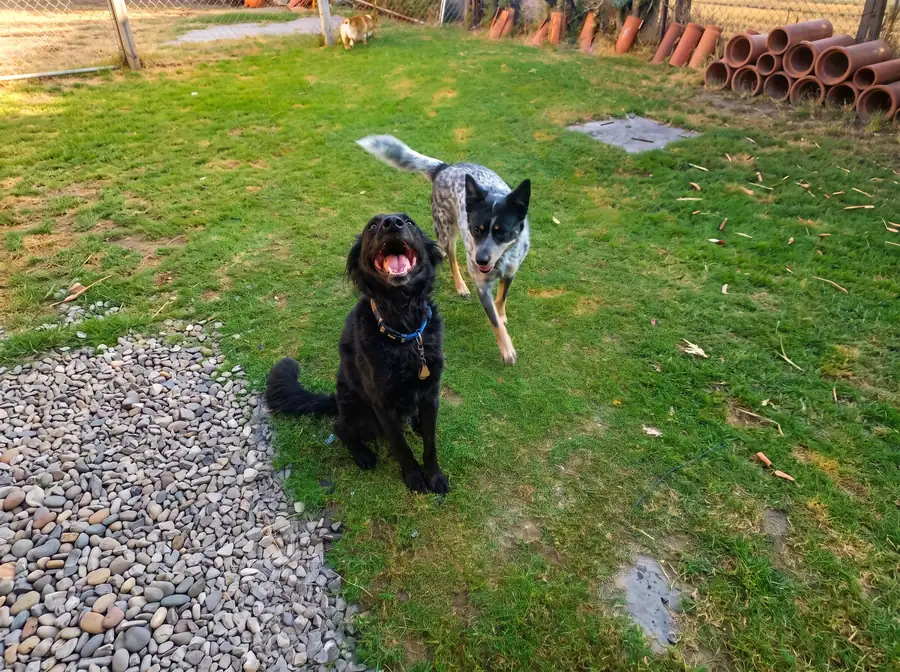 Perros sin correa en el patio de Can-Doit